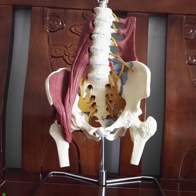 人体腰椎带肌肉骨骼模型盆骨骶骨股骨K产妇盆底肌修复演示讲解