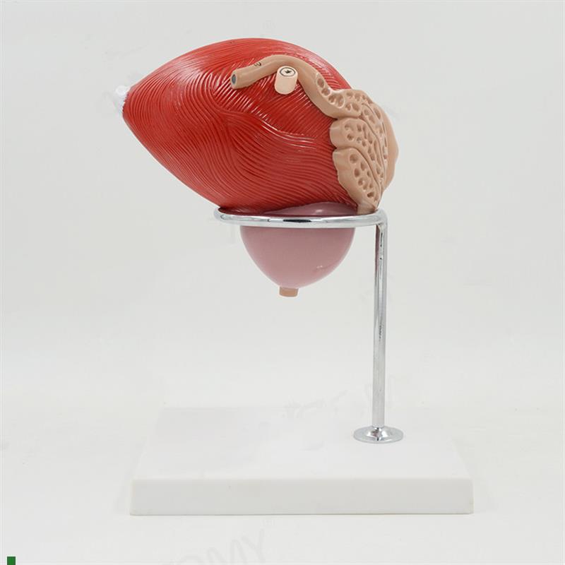膀胱模型输精管前列腺p男科生殖泌尿可拆卸外科医生解剖仿真标本