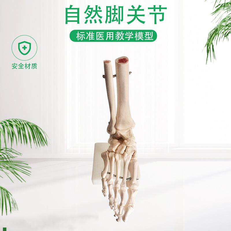 脚关节模型脚骨模型脚部骨骼构造模型足部踝关节腓骨X趾骨结构教