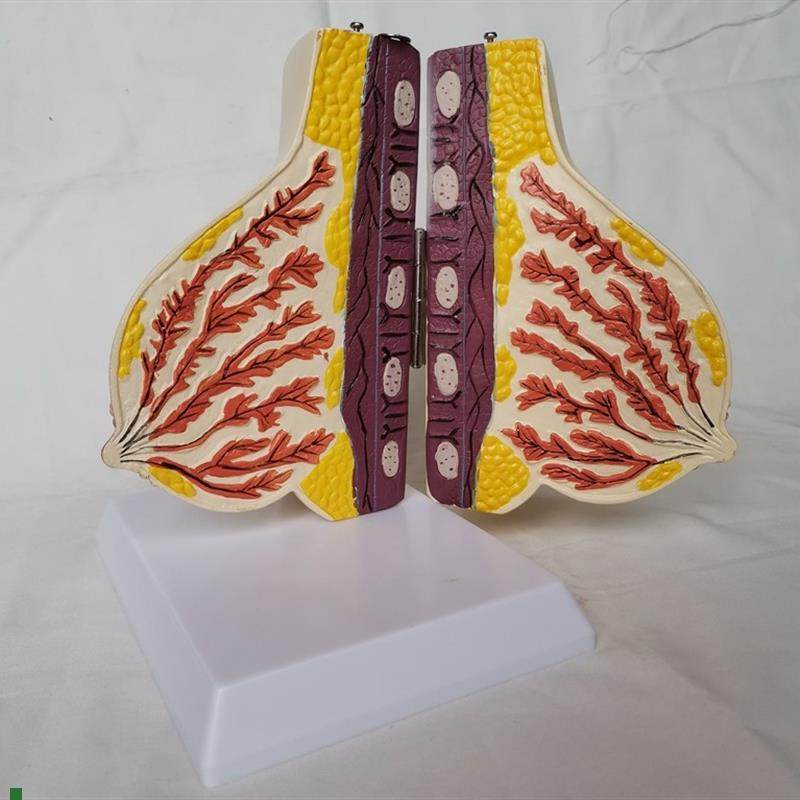 女性哺乳期乳房解剖w已孕乳腺结构催乳讲解教学,玩具/童车/益智/积木/模型,其他模型玩具,淘宝优惠券,粉丝福利购,淘宝优惠卷