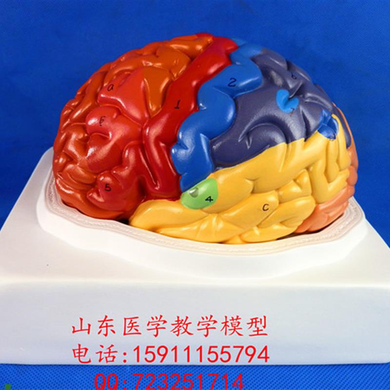 1:1大脑功能m分区模型脑模型医用脑模型皮层分区模型