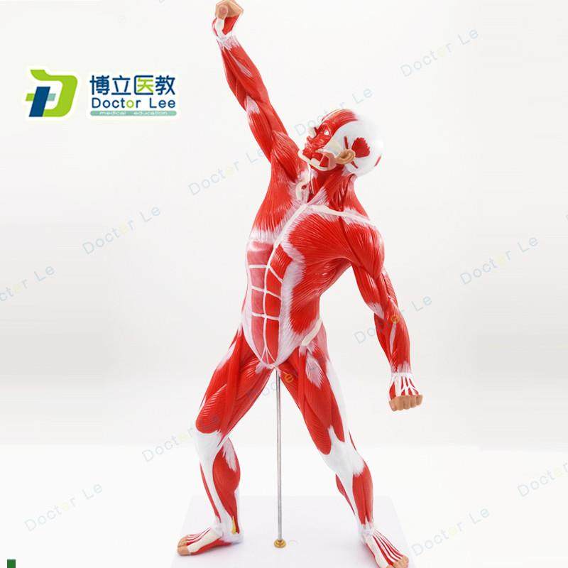 人体全身肌肉运动模型浅层肌肉解剖运动系统肌Q肉人体模型美术医