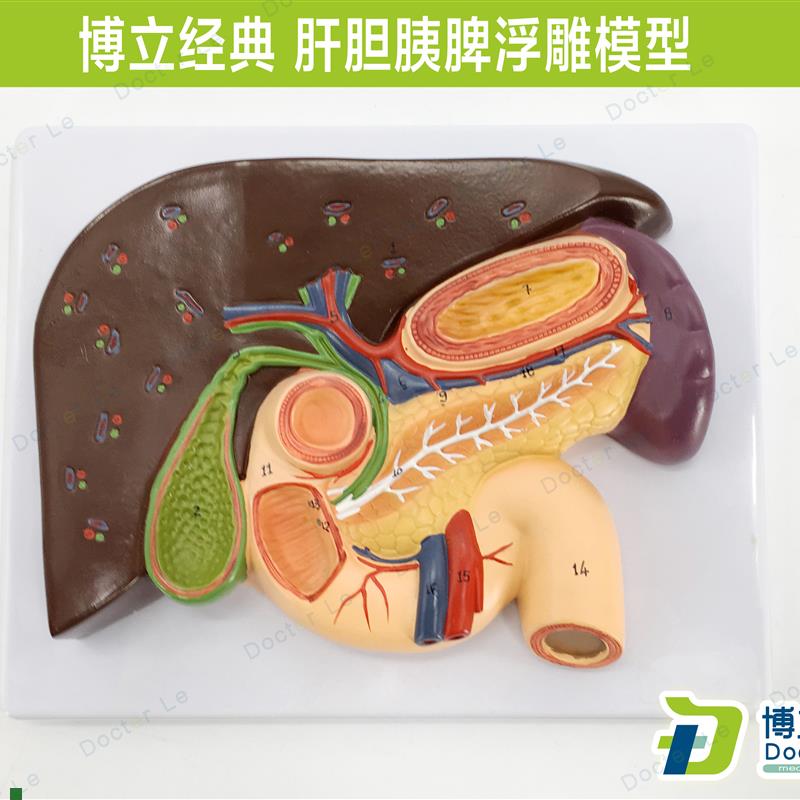 胰腺模型c肝脏模型十二指肠胆结石模型脾脏解剖模型医用