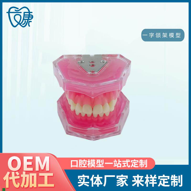 28拔牙模型人体k牙齿结构解剖模型口腔牙模具仿真牙科教学牙模型
