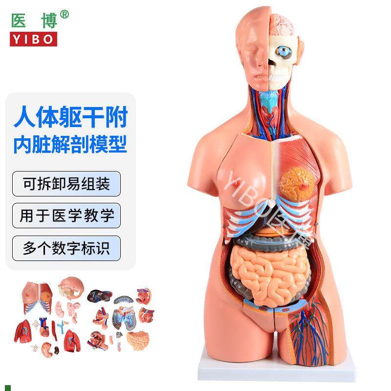 医博人体躯干解刨模型带j内脏人体解肌肉消化系统刨模型人体解刨,文具电教/文化用品/商务用品,教学标本/模型,淘宝优惠券,粉丝福利购,淘宝优惠卷