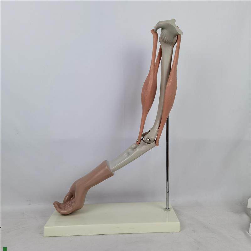 人体手臂关节肱二头肌肱三头肌活动手臂骨骼人体肘关Y节活动模型,玩具/童车/益智/积木/模型,其他模型玩具,淘宝优惠券,粉丝福利购,淘宝优惠卷