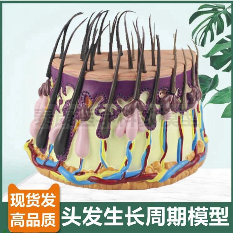 头发生长周期模型生发植发医患沟通毛囊毛干O结构人体皮肤组织解