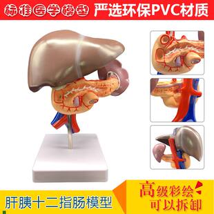 人体肝胰十二指肠模型肝脏解剖模型人体器O官模型医学教学模型