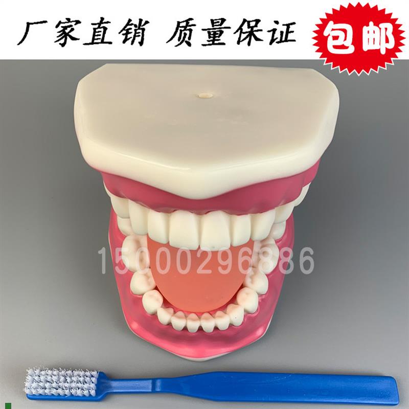 牙保健模型大号口腔医学护理刷牙指导儿P童牙列牙齿教学模型