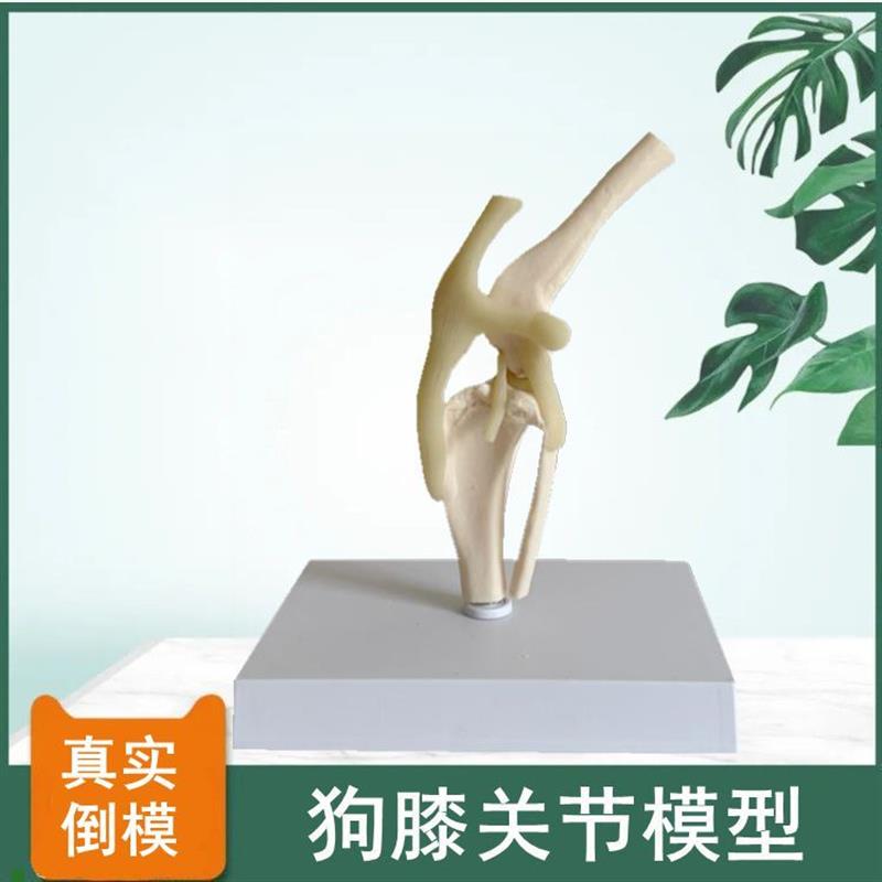 狗膝关节模e型后肢带髌骨韧带仿真塑胶骨头标本兽医药动物医院解