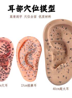 针灸按摩耳朵穴位经o络模型超清晰中医耳朵针灸按摩耳穴教学练习