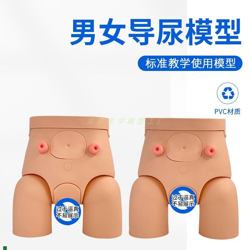 高级男性导尿模型男女性内外y生殖器解剖人体泌尿生殖系统模型