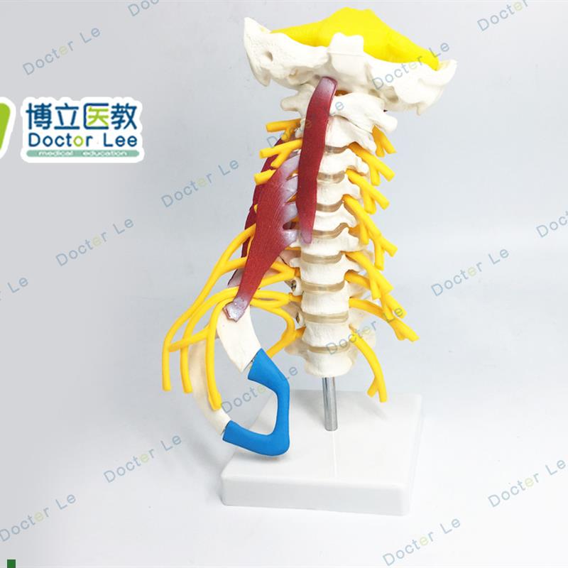 人体颈椎模型颈椎椎骨模型颈部A肌肉模型颈神经模型椎间盘模型