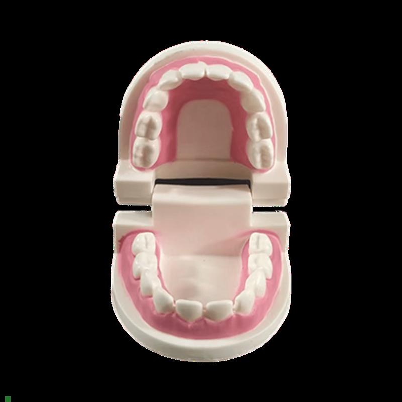 牙模型齿科口腔材料成人儿童牙缝练习假牙教学标准牙模Z型刷牙道