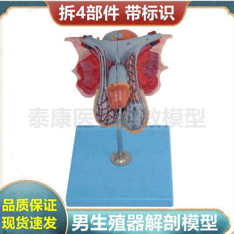 男生殖器b结构模型内外泌尿道前列腺膀胱睾丸盆腔器官肌肉男科医