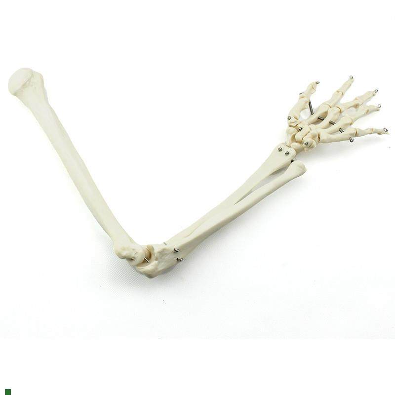 ENOVO颐诺人体上肢骨模型肘关节腕关节模型肱Q骨尺骨桡骨掌骨指骨,文具电教/文化用品/商务用品,教学标本/模型,淘宝优惠券,粉丝福利购,淘宝优惠卷