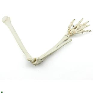 ENOVO颐诺人体上肢骨模型肘关节腕关节模型肱Q骨尺骨桡骨掌骨指骨