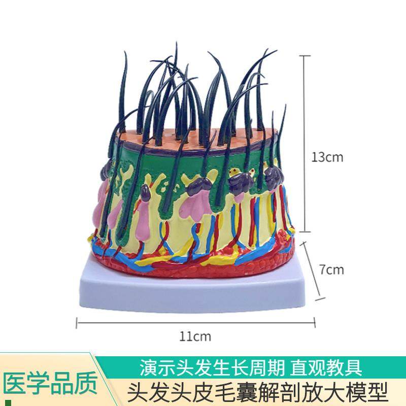 头发生长模型头皮结n构皮下组织脱发过程毛发毛囊毛根血管神经虫