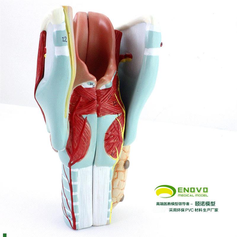 颐诺正品医用人体喉模型喉肌喉软骨喉腔耳O鼻喉科医用解部模型