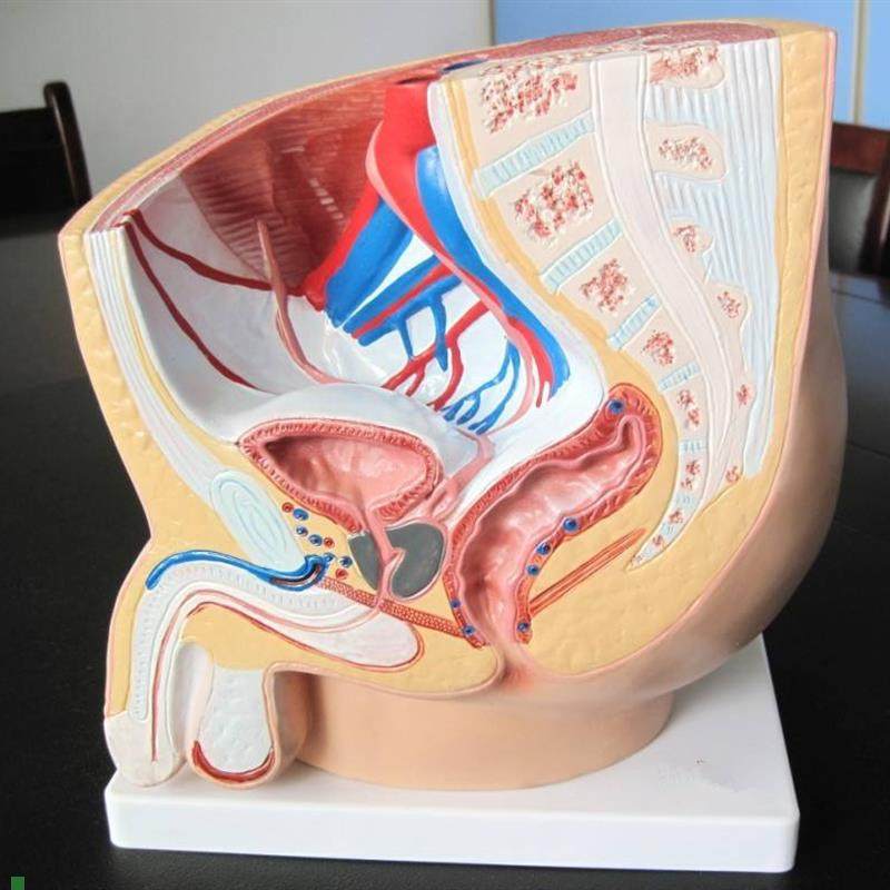 男性盆腔正中矢状解剖模型(1y件)人体模型医学教具内脏解剖模型,文具电教/文化用品/商务用品,模拟人,淘宝优惠券,粉丝福利购,淘宝优惠卷