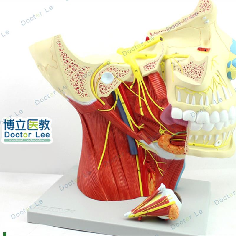 二对脑神经模h型大脑神经模型大脑模型头面部解剖模型