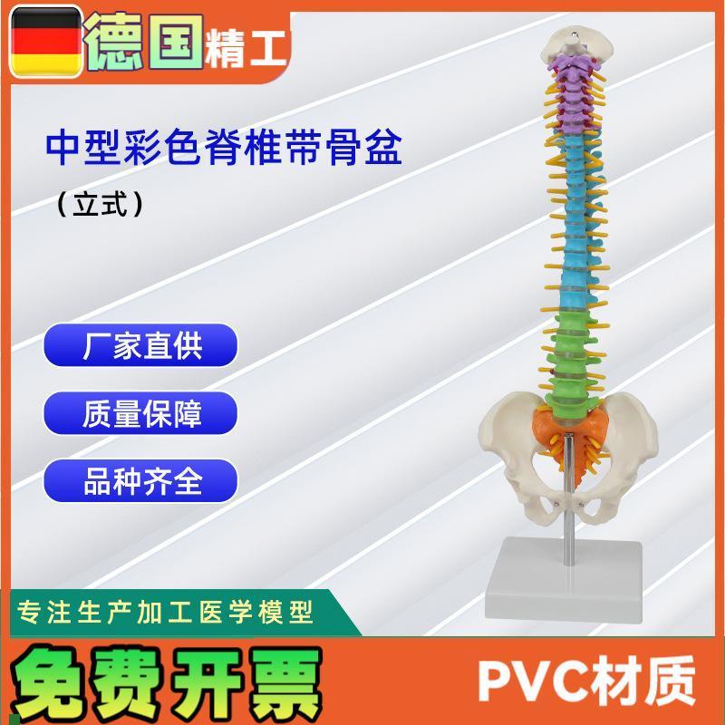 中型彩色脊f椎带骨盆立式45CM脊椎颈椎骨骼模型推拿骨科