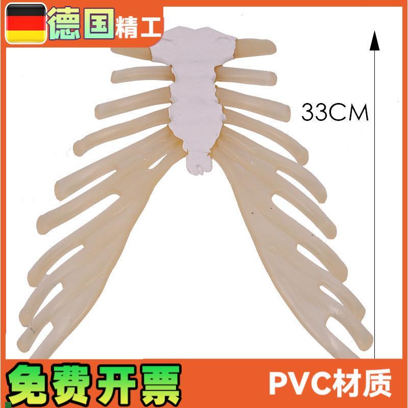 人体骨骼教具1比1散骨模型v胸腔胸肋骨带肋软骨医用教学解剖模型