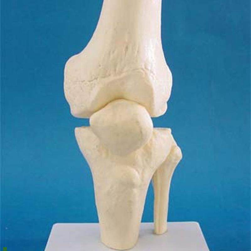 膝关节骨骼h模型人体骨架教学医学讲解标本,玩具/童车/益智/积木/模型,其他模型玩具,淘宝优惠券,粉丝福利购,淘宝优惠卷