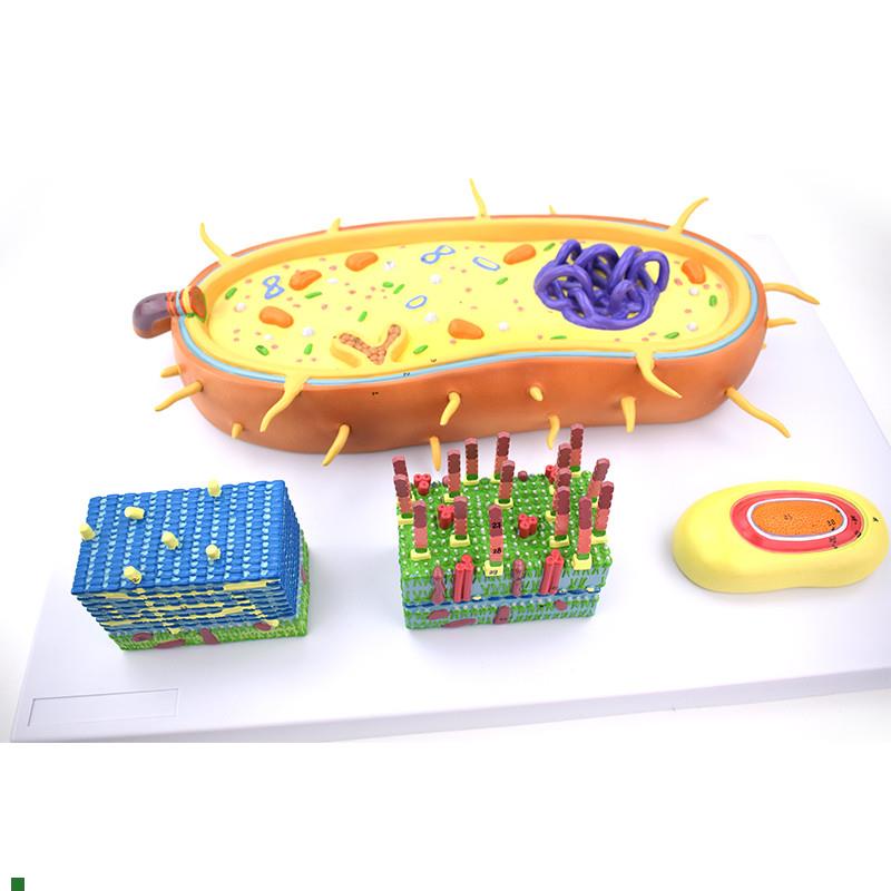 细菌放大模型芽孢鞭毛菌毛荚膜细胞膜原核生物医用V微生物教学实