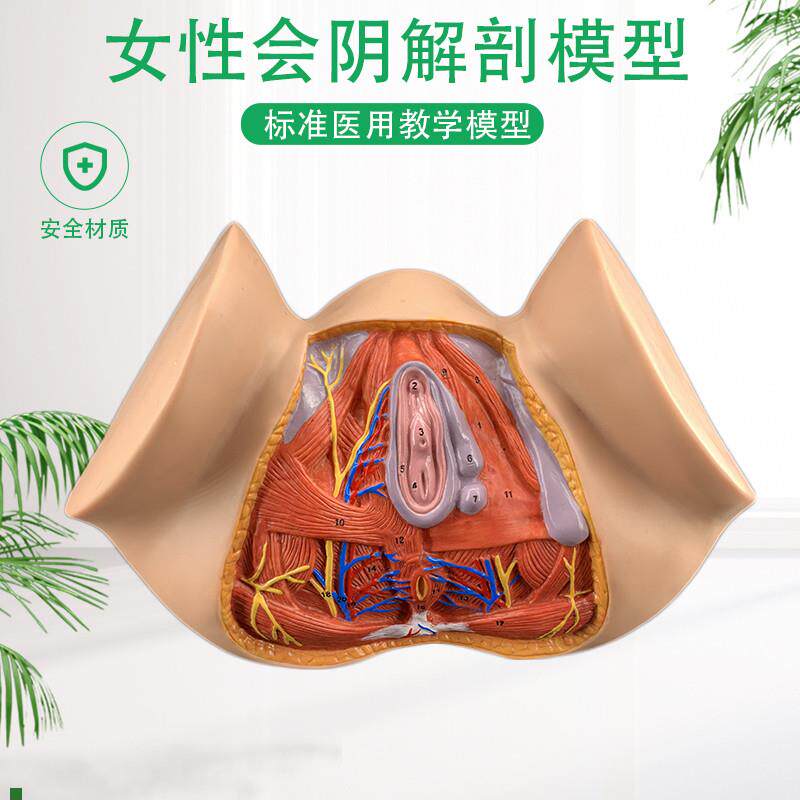 女性会阴模型会阴解剖模型妇科解剖模型女性S生殖器官解剖模型