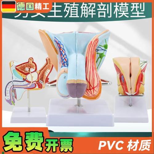 教学仿真a男性生殖泌尿系统标本女性内外生殖睾丸解剖模型医学