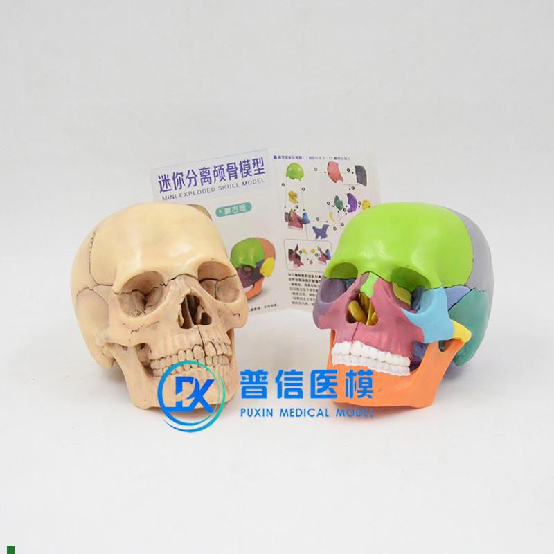 仿真人体1:2头骨模型可拆卸z拼装骷髅头医学美术口腔头颅骨标本
