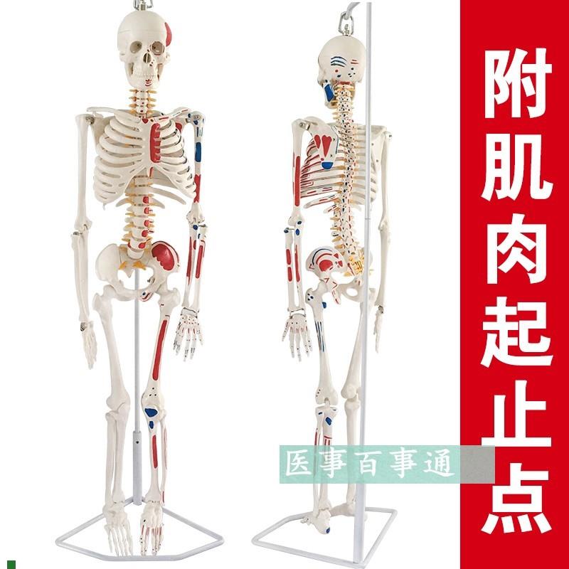 人体骨骼模型85CM人骨架z模型关节模型人骨标本腰椎模型教具