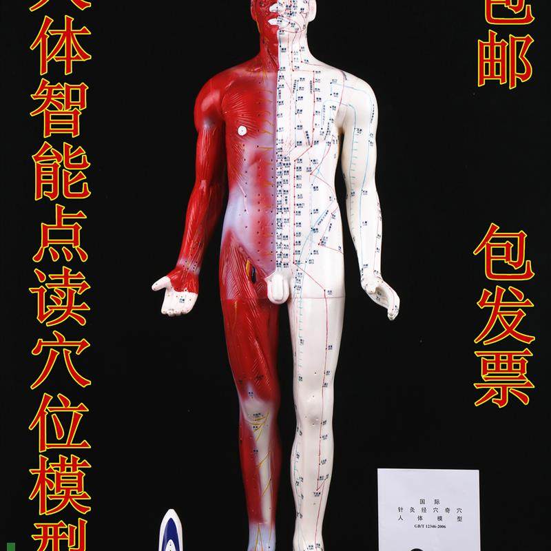 智能点读针灸模型语音点读t针灸穴位模型人体针灸盲人针灸模型现