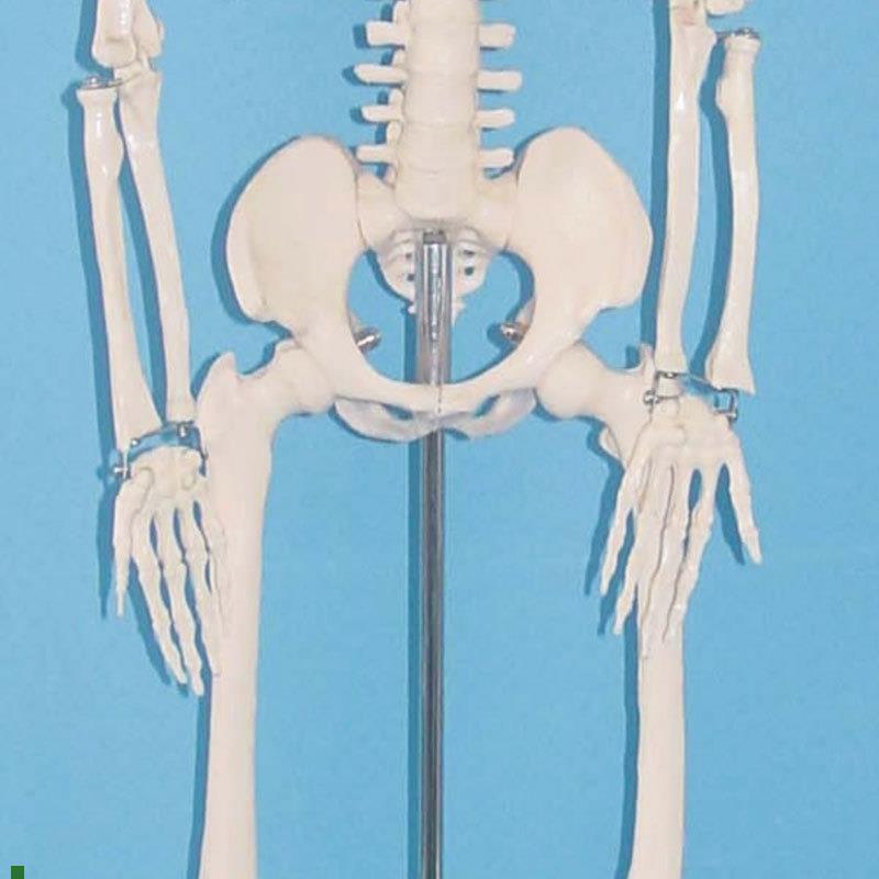 85cm人体骨骼模型骷w髅骨架结构医用教学标本讲解展示