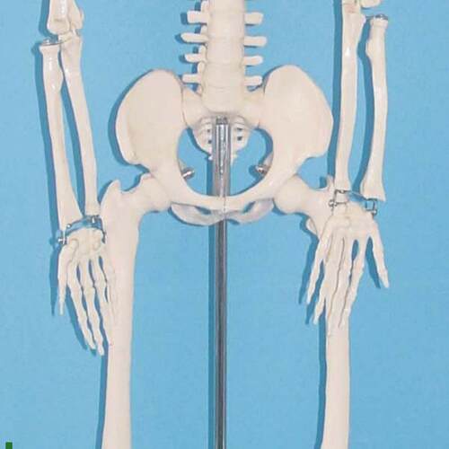 85cm人体骨骼模型骷w髅骨架结构医用教学标本讲解展示