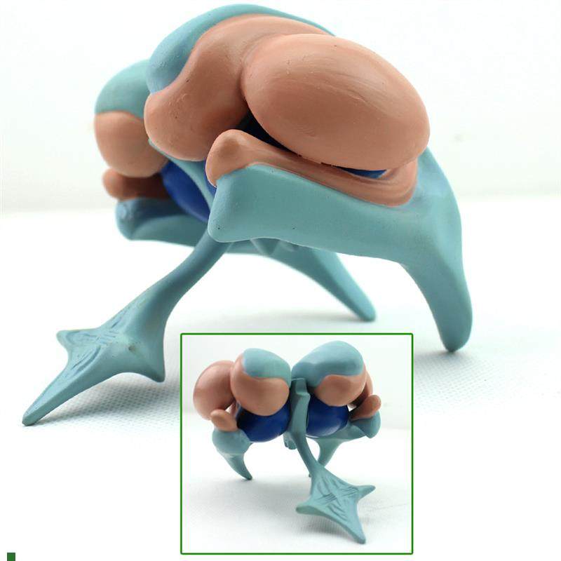 ENOVO颐诺h大脑基底核脑室铸型模型丘脑模型大脑室铸型尾状核上,文具电教/文化用品/商务用品,教学标本/模型,淘宝优惠券,粉丝福利购,淘宝优惠卷