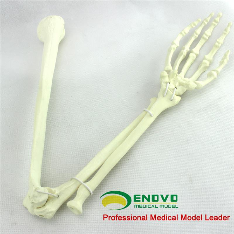 ENOVcO颐诺骨科手术摸拟上肢仿真骨模型人工皮质骨松质骨骨科钉