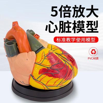 高级5倍放大心脏解剖模型心A脏放大解剖模型心内科教学带标识