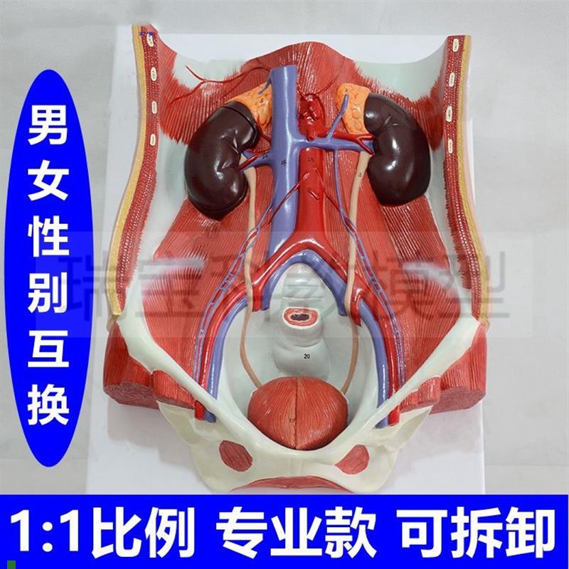 腹腔解剖盆底肌男女泌尿r生殖系统腰部肌肉盆腔康复外科血管肌肉