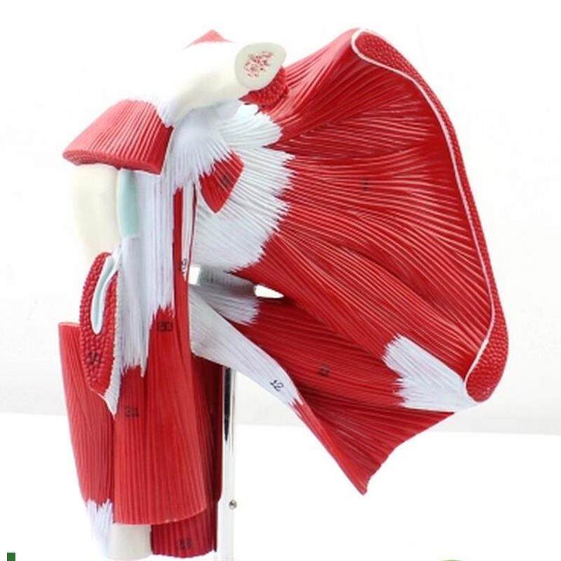 CY医学肩关节n肌肉模型附肌肉肌腱人体解剖模型