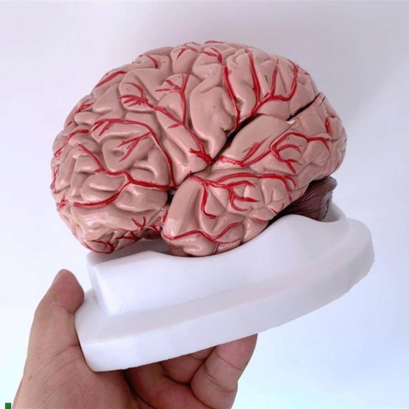人体大脑模型脑血管模型脑解x剖模型医学教学用模型可拆分9倍件