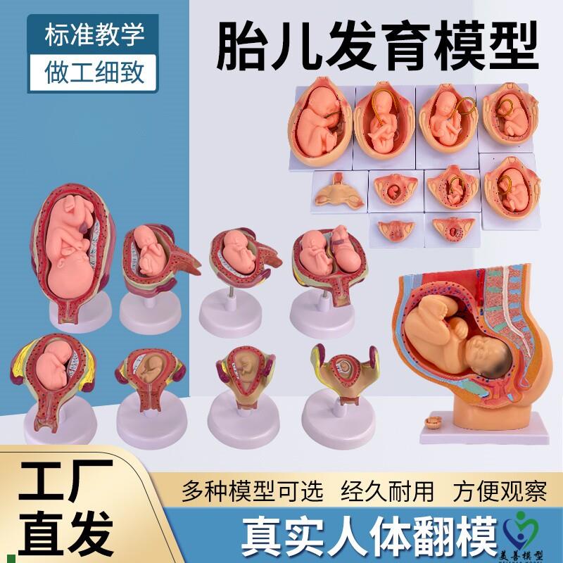 妇产科女性盆腔附足月胎儿模型妊娠发育九O个月胎儿子宫生殖模型