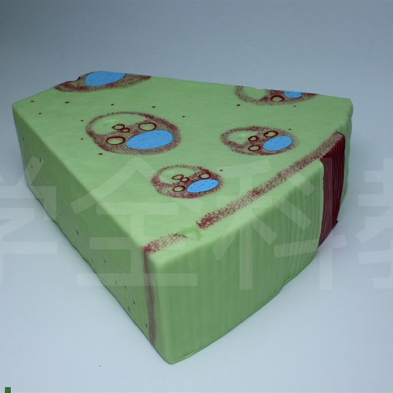 单子叶植物模型子叶植物u茎构造纵横切面细胞组织生物教学模型