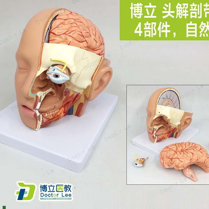 出口型人体头部解剖模型y头带脑模型耳鼻喉模型口腔模型