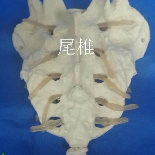 人体1:1骶骨椎模型B骨骼骨架医用教学模型