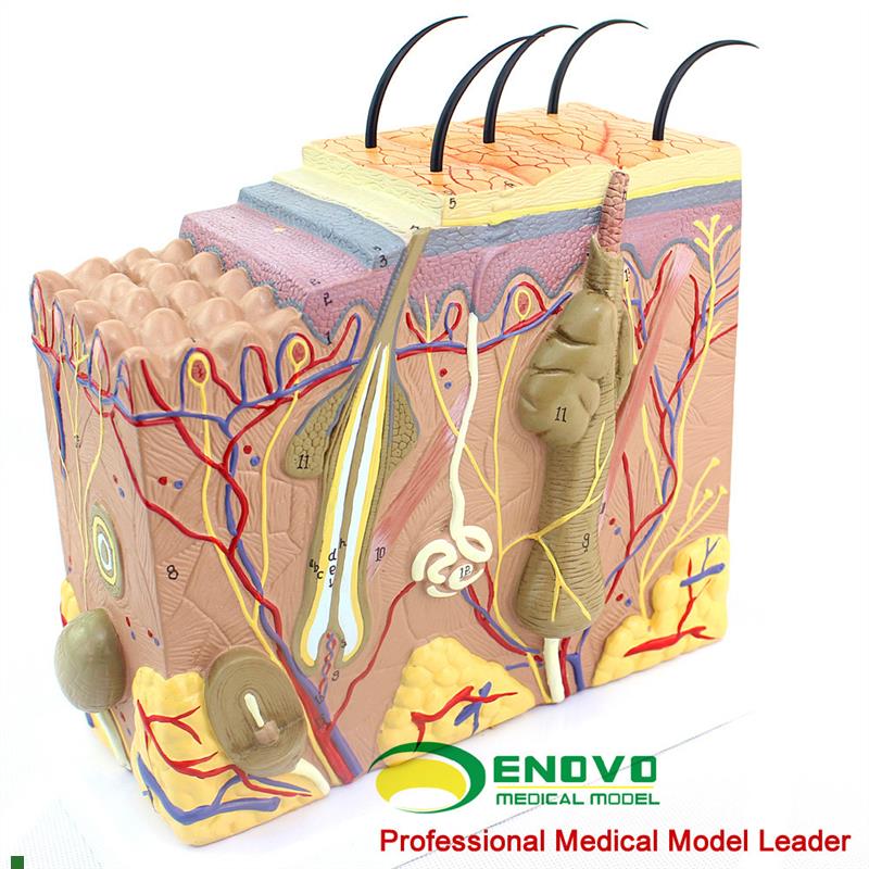 ENOVO颐诺放大版人体皮肤x组织结构解剖模型美容微整教学展示演示