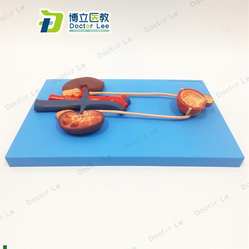 人体泌尿系统模i型肾输尿管膀胱尿道解剖模型医学泌尿科泌尿模型