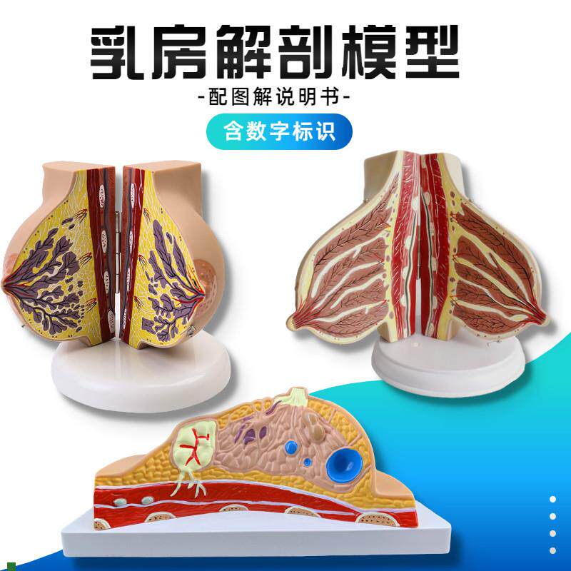 哺乳期乳房模具乳房解剖模型催乳师培训乳房演示模V型乳腺月嫂培