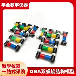 DNA双螺旋结构模型分子结构模型脱氧核苷酸链碱基W对遗传染色体